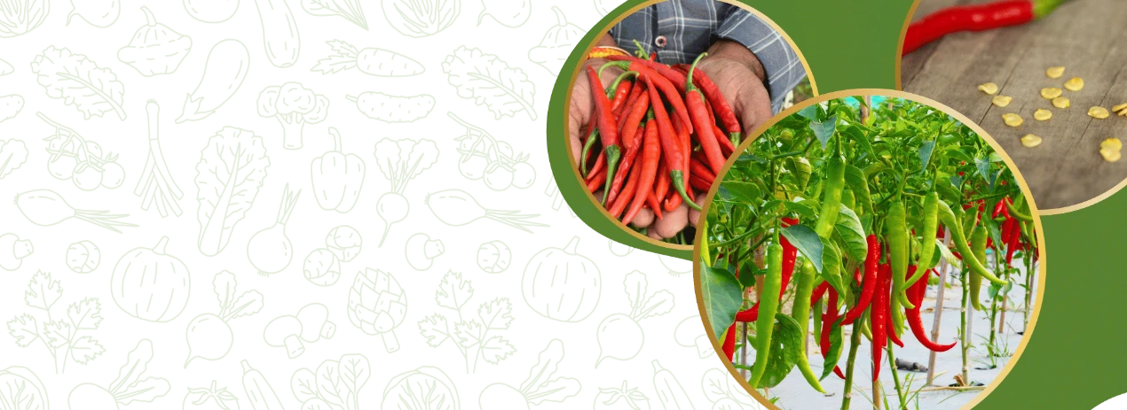 Commercial green chilli farming using FARMSON BIOTECH hybrid chilli seeds