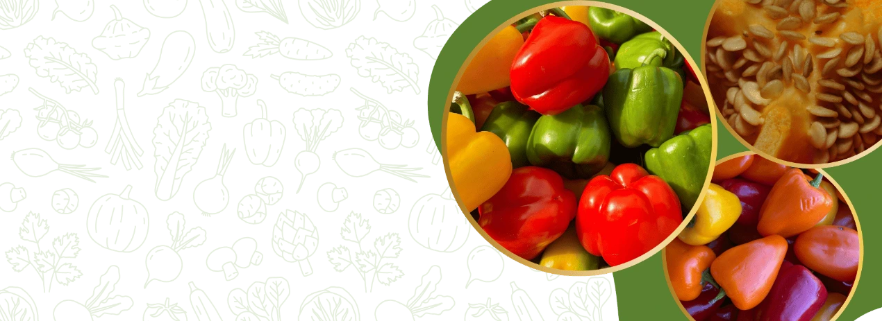 Commercial colored capsicum farming using FARMSON BIOTECH hybrid sweet pepper seeds