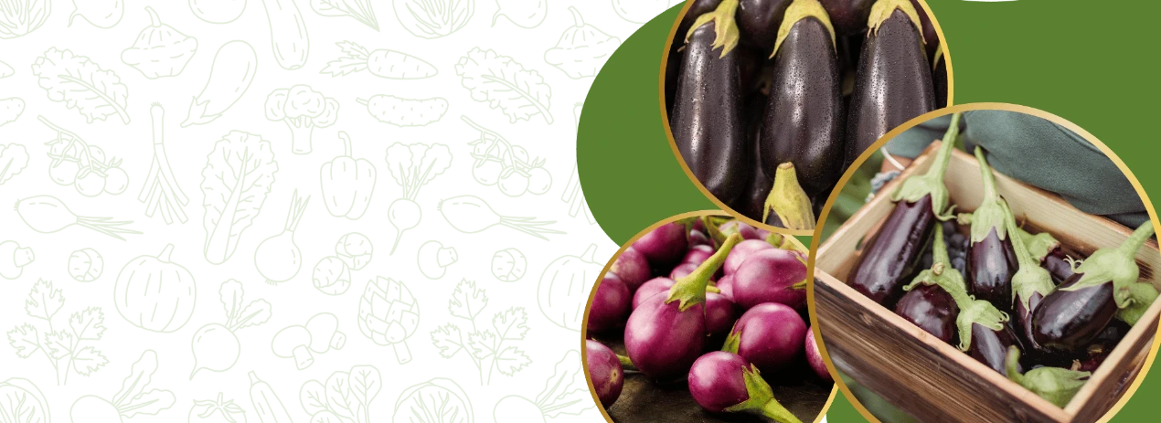 High yield hybrid brinjal seeds and eggplant cultivation by FARMSON BIOTECH
