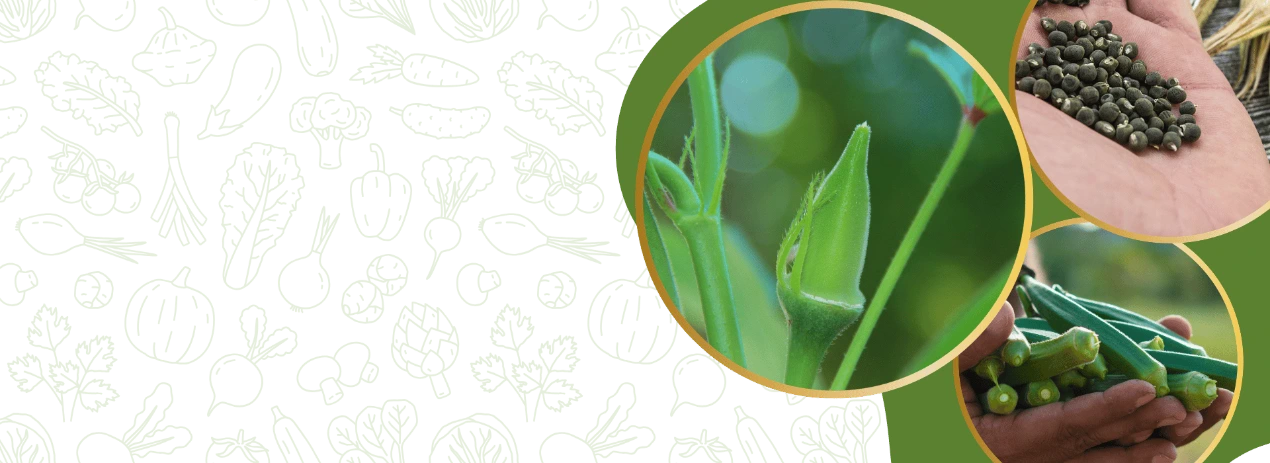 Premium hybrid okra seed variety by FARMSON BIOTECH