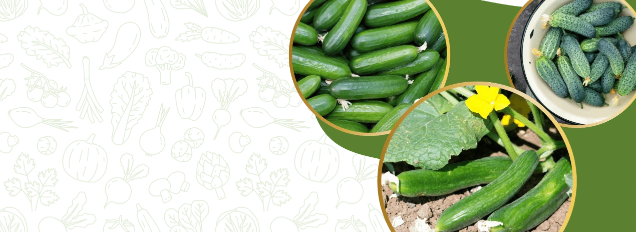 F1 Hybrid Cucumber Store