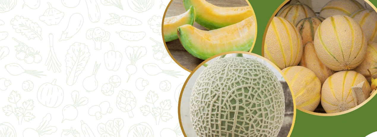 F1 Hybrid Muskmelon Seeds Store