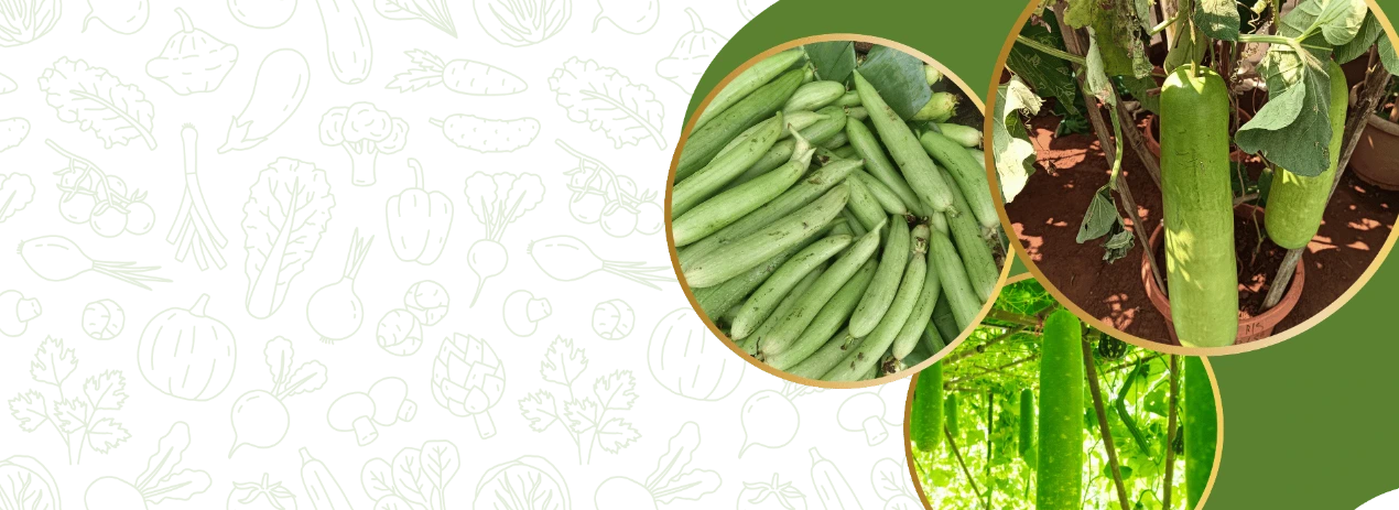 Bottle Gourd or Dudhi Seeds Hybrir