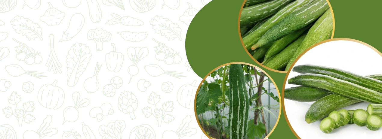 Snack Gourd Seeds Store