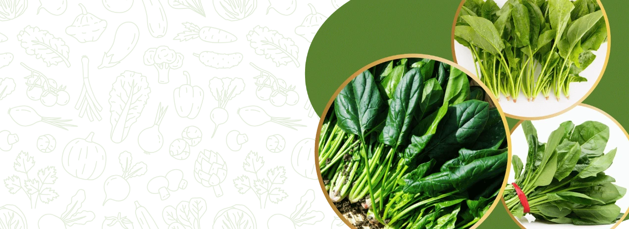 Spinach seeds Store
