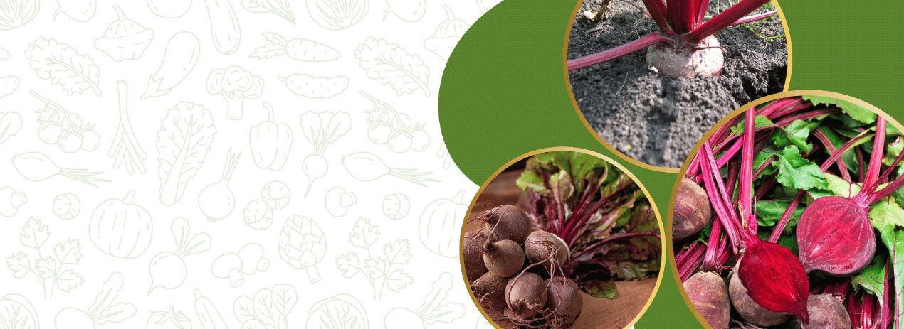 Beetroot Seeds store