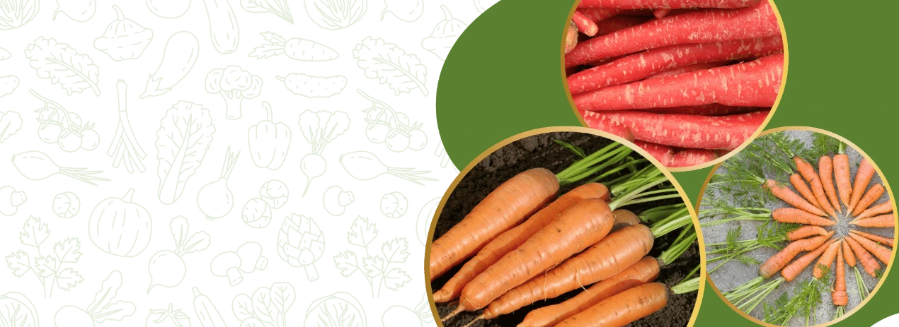 Red Carrot Seeds Store