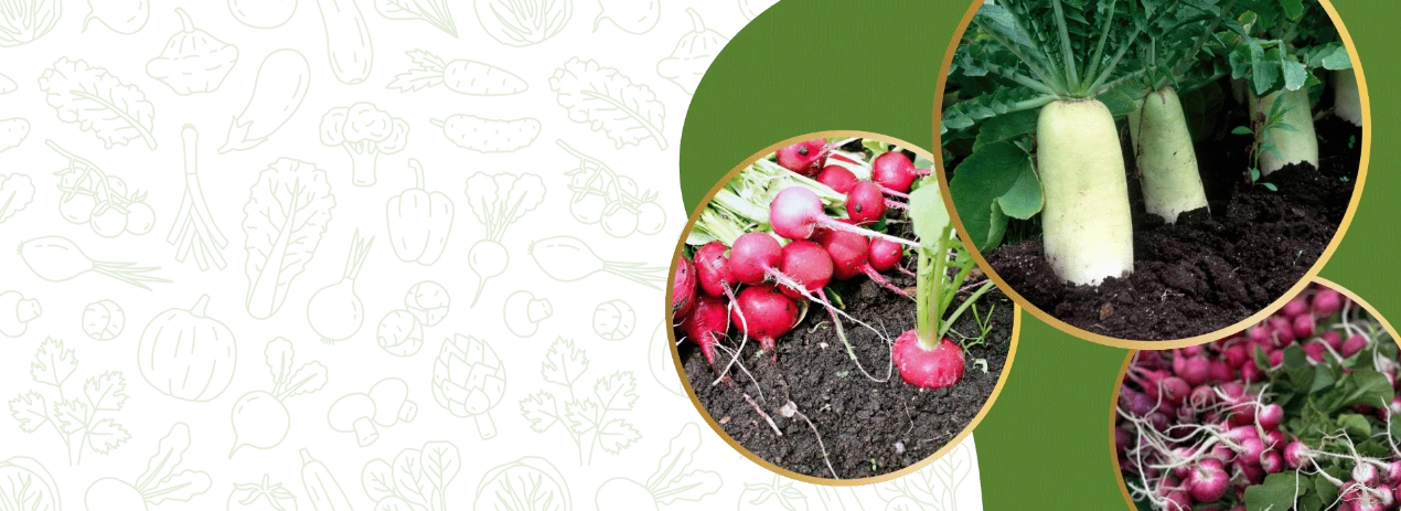 Radish Seeds Store