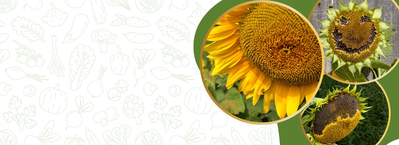 Hybrid Sunflower Seeds
