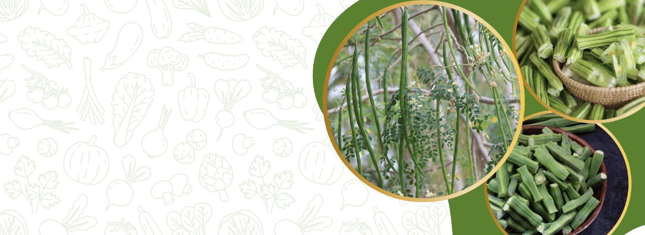 Moringa Seeds from India