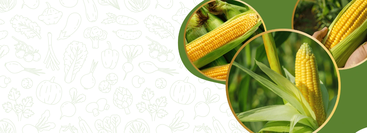 Sweet corn