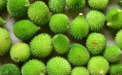 Spine Gourd Seeds store