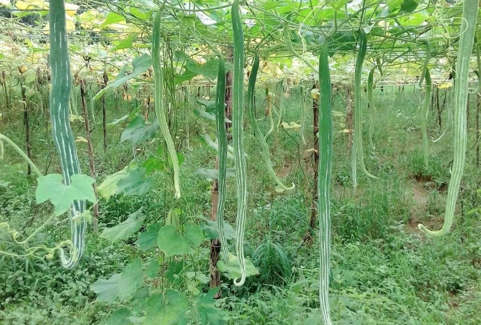 Snack Gourd Seeds