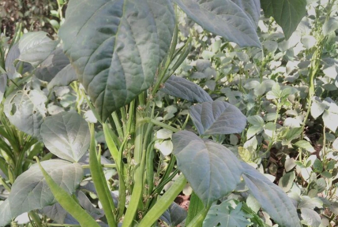 Hybrid Clusterbean
