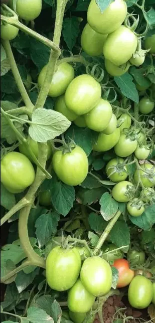 WhatsApp Image 2024-12-06 at 09.42.23_c90e2fd0.webp