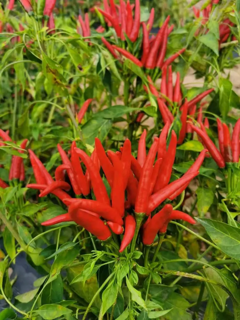 image_8d3b828c-0a2b-473f-8aa1-0808316e4d5120211010_121454.webp