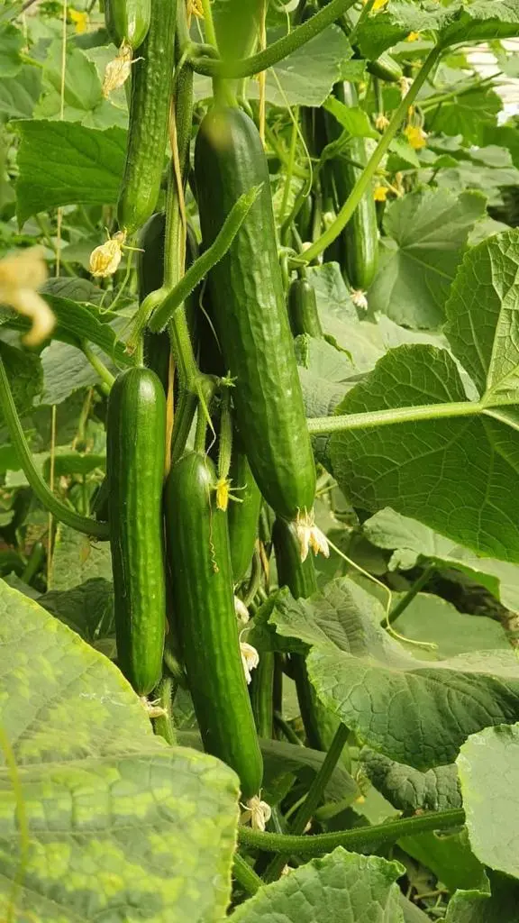 IMG-20240319-WA0091 - Copy.webp