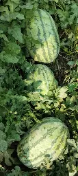 IMG_20240517_151040.webp