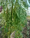 IMG-20240620-WA0006.webp