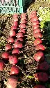 beet2.webp