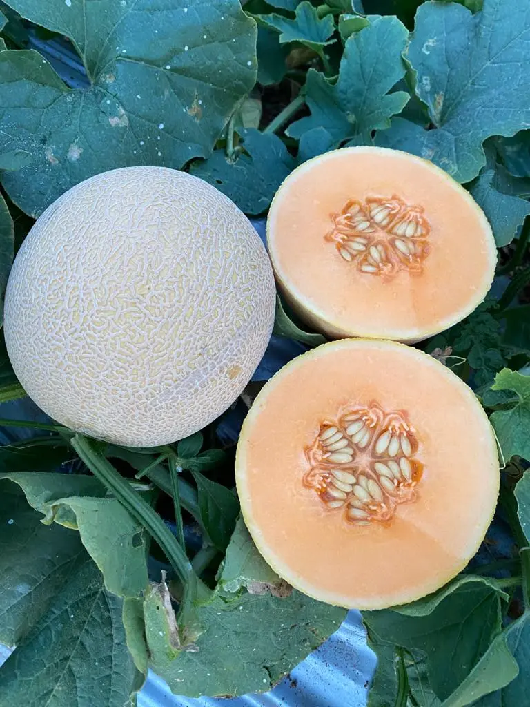 WhatsApp Image 2021-02-20 at 11.14.57.webp