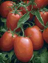 ABHIONE (2).webp