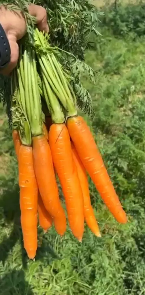 WhatsApp Image 2024-03-19 at 16.40.20_fa5243eb.webp