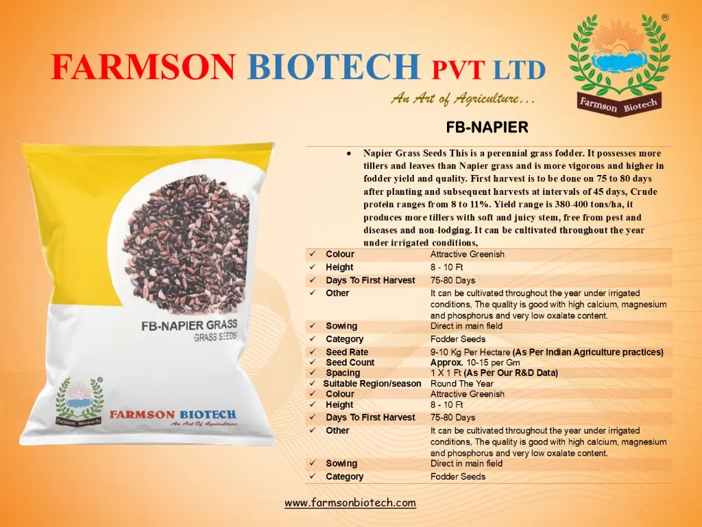 FB- NAPIER GRASS SEEDS.webp