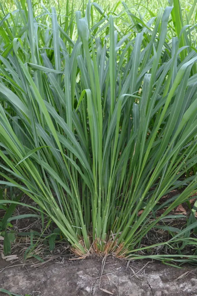 napier Grass.webp