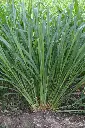 napier Grass.webp