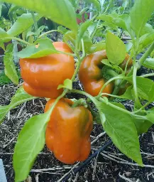 Orange-Bell-Pepper.webp