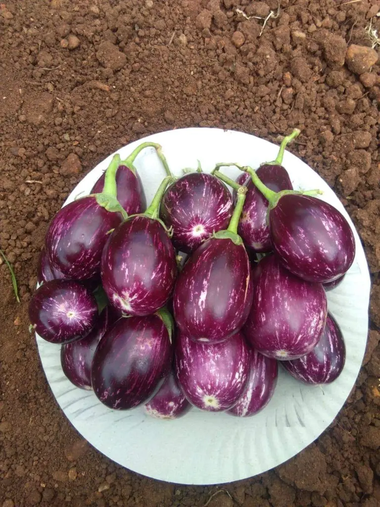 WhatsApp Image 2022-07-22 at 11.55.44 AM.webp