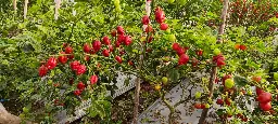 IMG_20231213_153315_506.webp