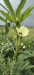 IMG-20250127-WA0057.webp