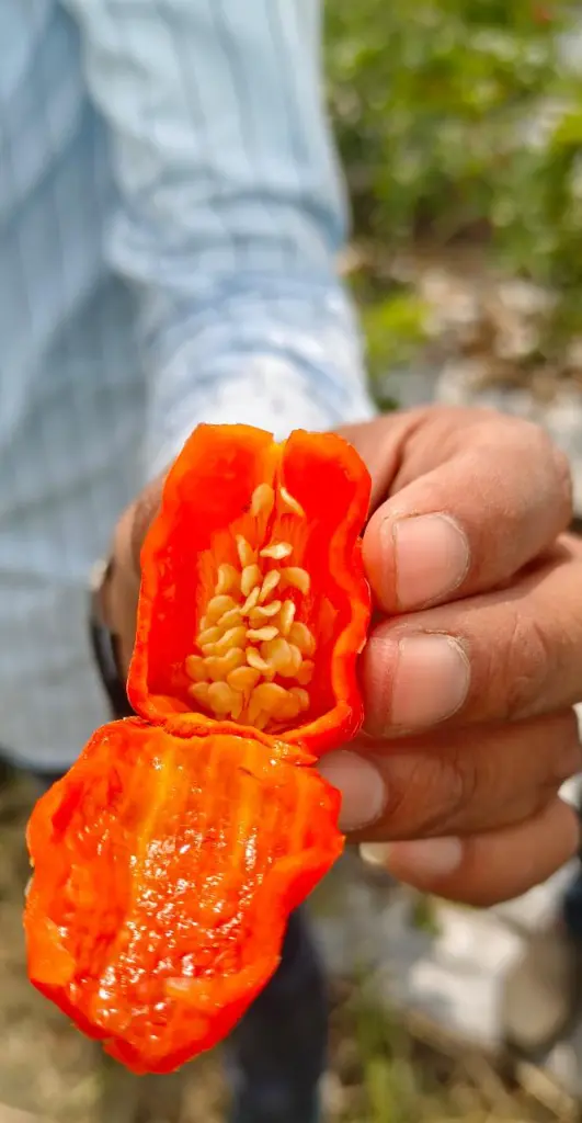 WhatsApp Image 2023-11-20 at 17.07.59_45c23f98.webp