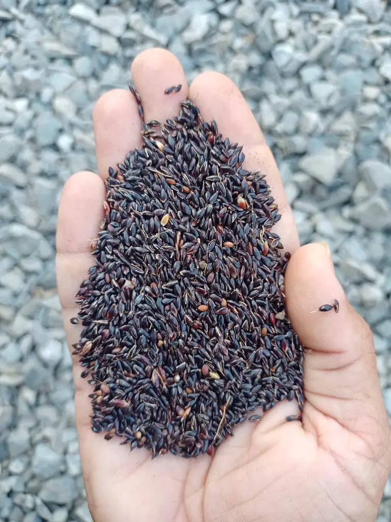 3 super napier grass.webp