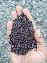 3 super napier grass.webp