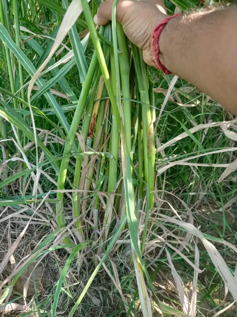 2 Super napier grass.webp