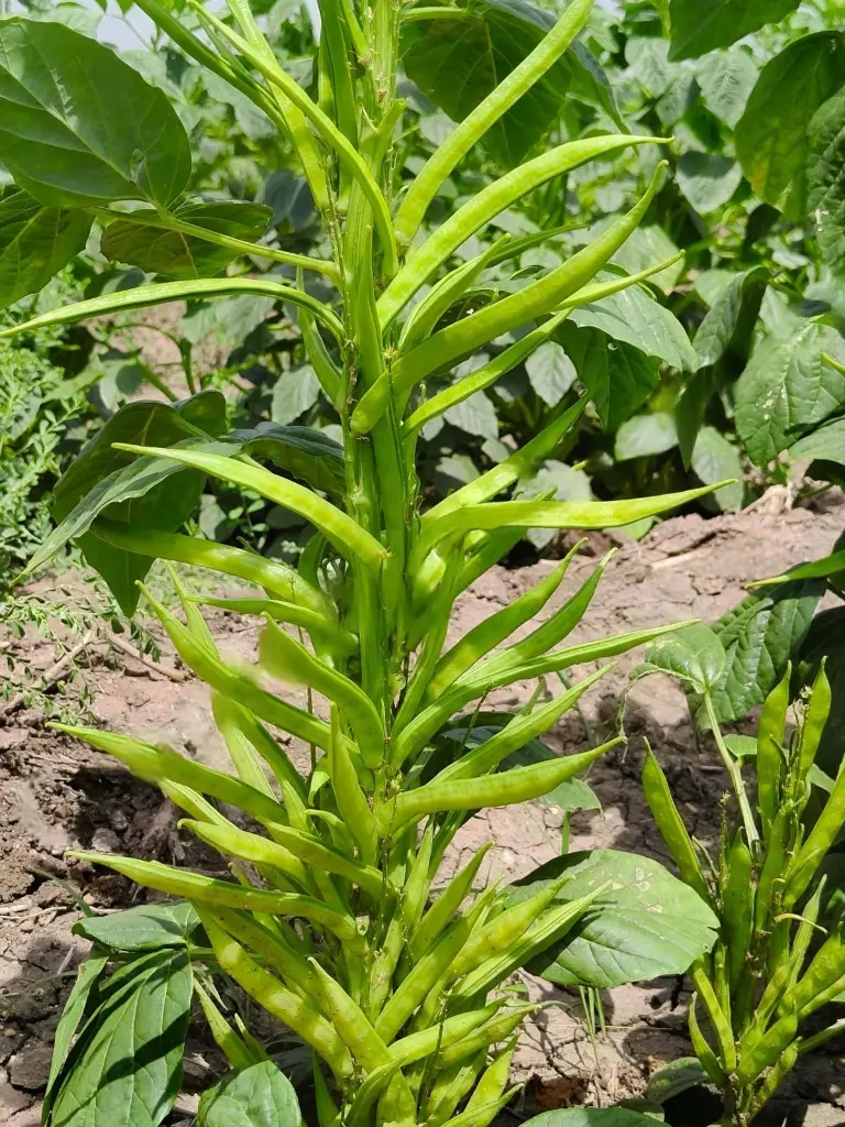 WhatsApp Image 2025-08-02 at 15.15.17_05bd8200.webp