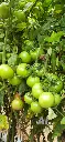 CAM200DFBJAMBO (7).webp