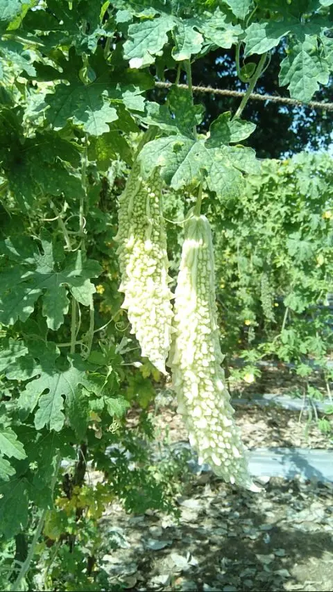 IMG-20170922-WA0094.webp
