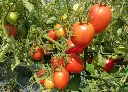 Stiekr photos.webp