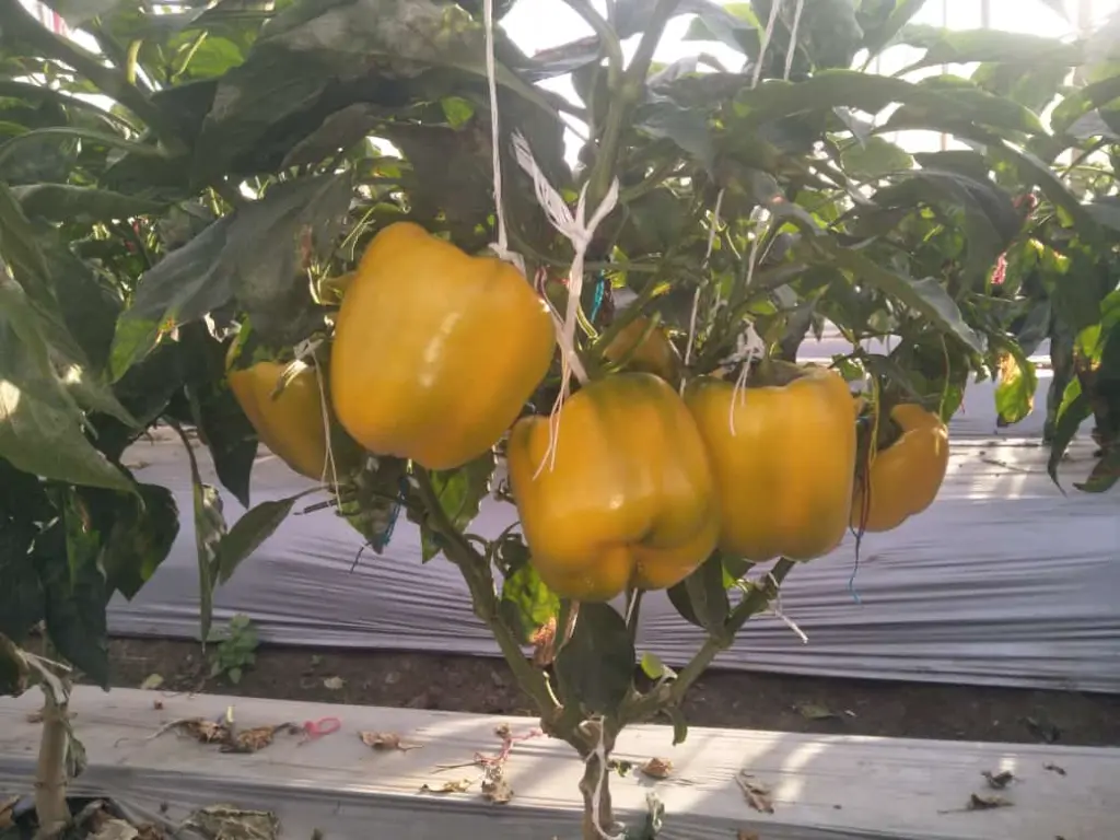 WhatsApp Image 2022-08-02 at 9.18.52 AM (1).webp