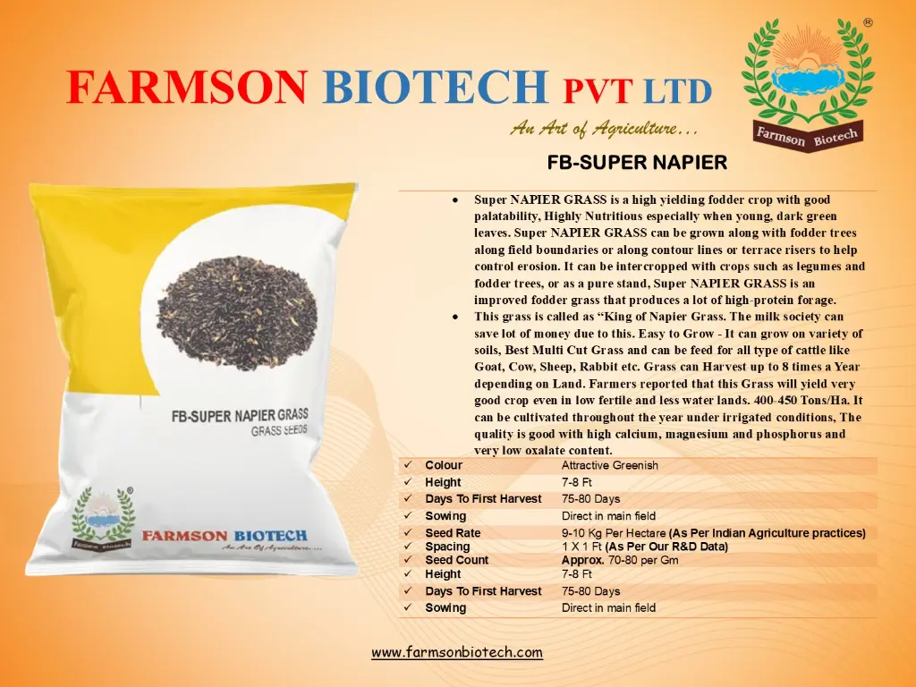 SUPER NAPIER GRASS.webp
