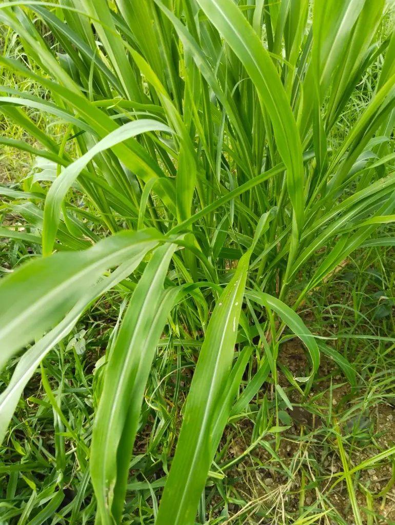 WhatsApp Image 2025-09-15 at 11.04.01_9c12b8f2.webp