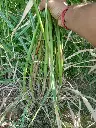 2 Super napier grass.webp