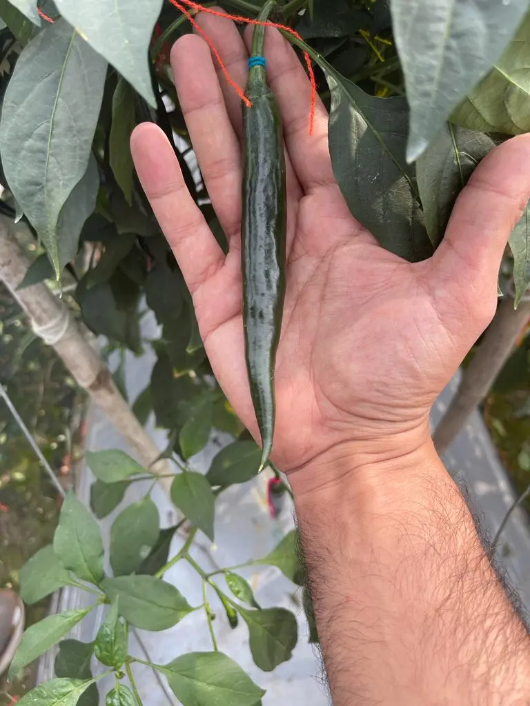 WhatsApp Image 2025-08-05 at 12.29.27_429ca631.webp