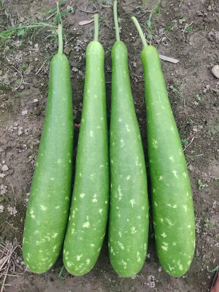 WhatsApp Image 2024-07-15 at 11.06.57_d748e4d2.webp