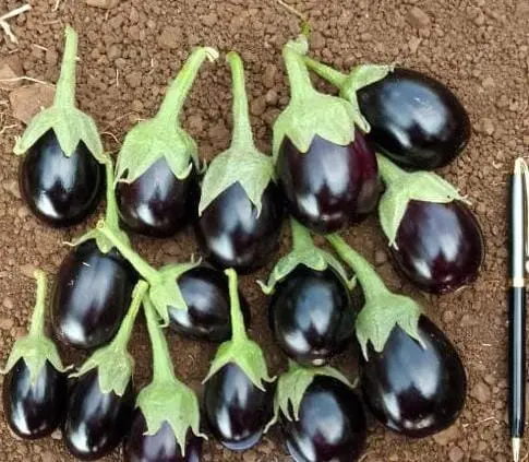 WhatsApp Image 2024-09-23 at 11.40.28_5bf90235.webp