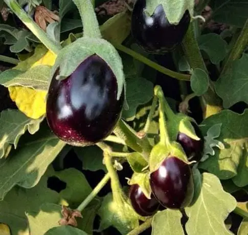 WhatsApp Image 2024-09-23 at 11.40.53_7a499383.webp